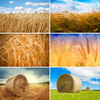 Фонове, за снимки Златни колоски пшеница Реколта трева Есента на ферма Фон, за да купи сено Подпори Фотосесия за фото студио